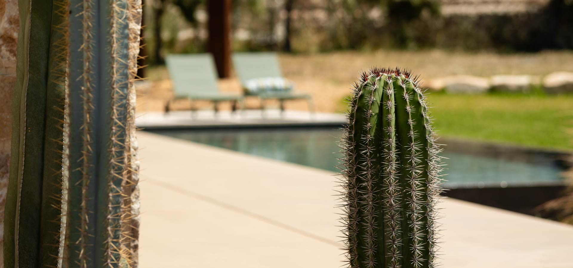 Foto piante cactus